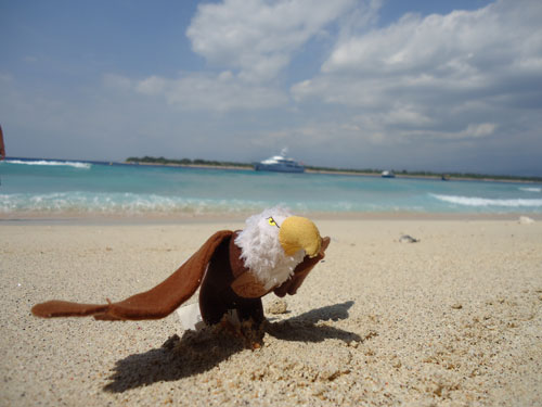 Zvířátko orel je na pláži